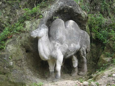 stone zoo camel